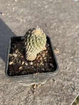 Encephalocarpus strobiliformis